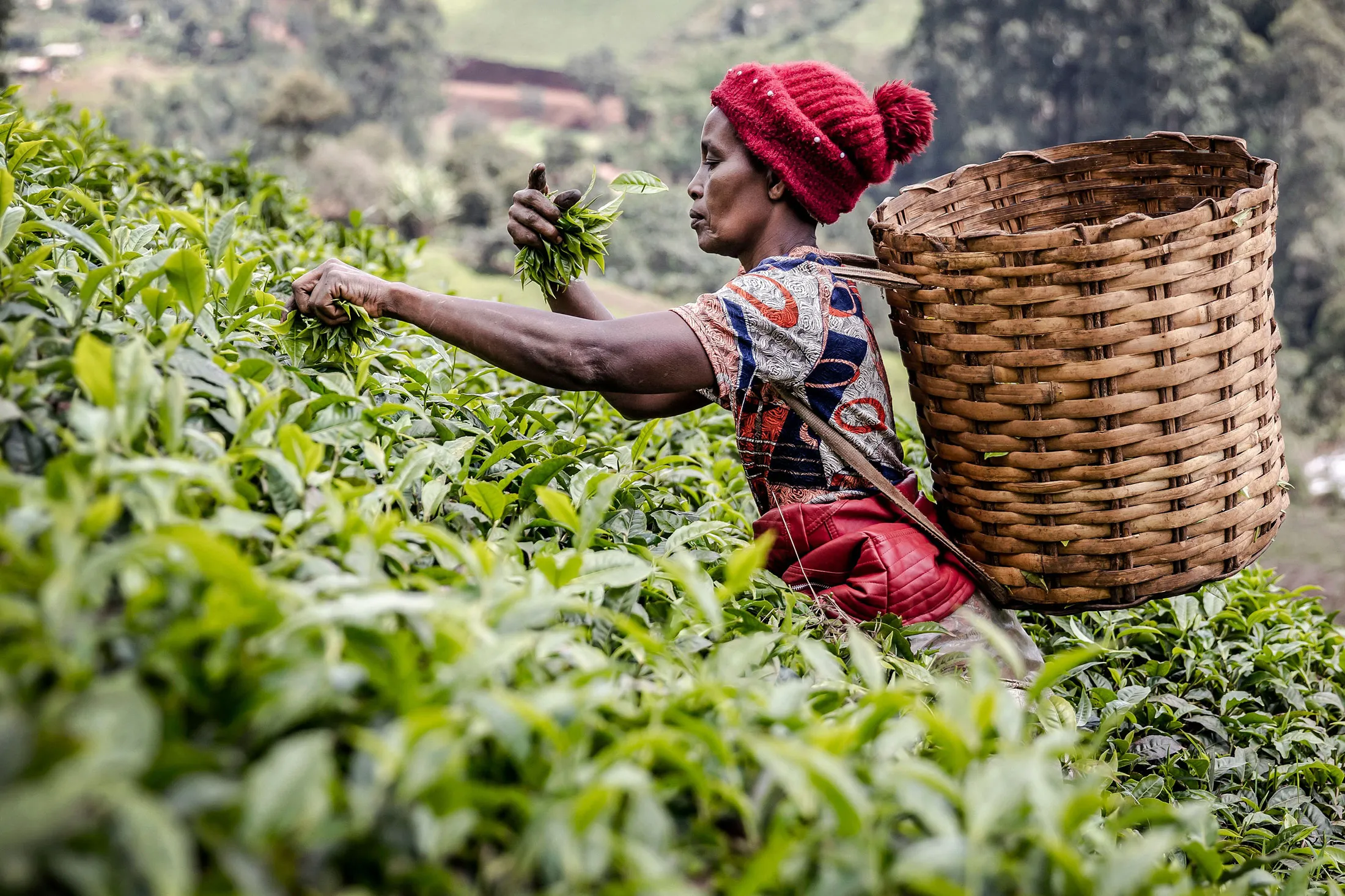Кенийн хар цайны тухай